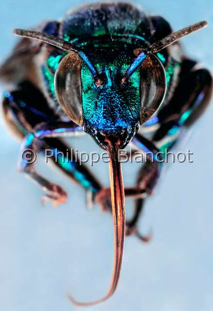 Exaerete smaragdina .JPG - in "Portraits d'insectes" ed. SeuilExaerete smaragdinaEuglosseHymenopteraApidaeBresil